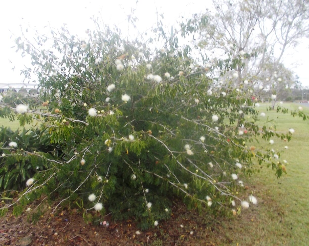 CALLIANDRA POWDER PUFF PLANT BUSH SEEDS RED & WHITE 4 SALE HERE QLD OZ