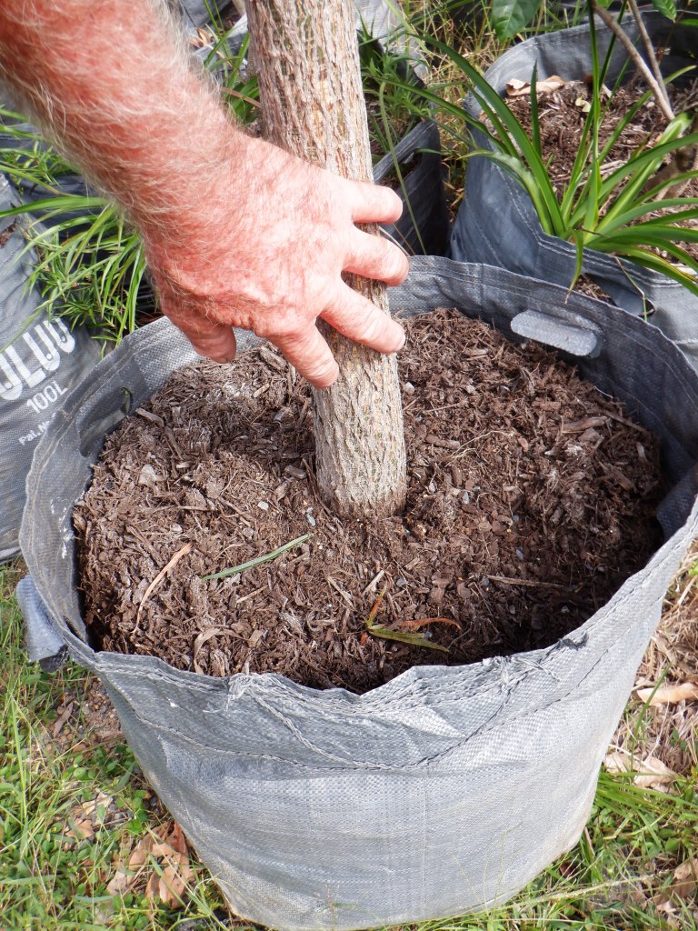 FINE LEAF QLD BOTTLE TREES IN 45 LITRE GROWBAGS 11.5 metre tall Qld OZ