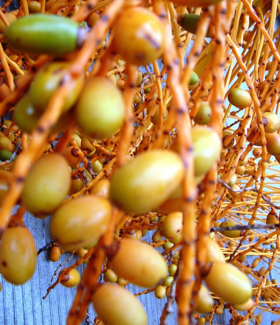 CANARY ISLAND DATE PALM SEEDS 4 SALE HERE QLD OZ 4+p/p Sunblest Products