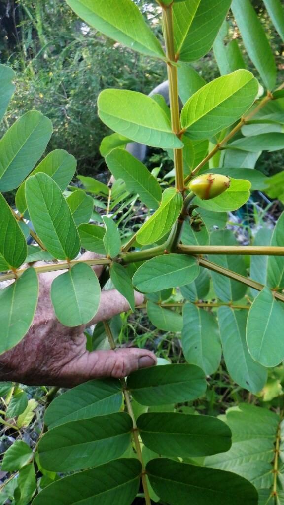 Medicinal Usesbenefits Of Candlestick Cassia Alata Akapulko Seemai Agathihow To Info 