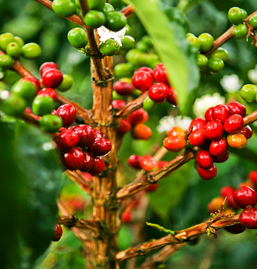 COFFEE ARABICA COFFEE BEAN TREES 4 SALE QLD OZ. Sizes & prices vary