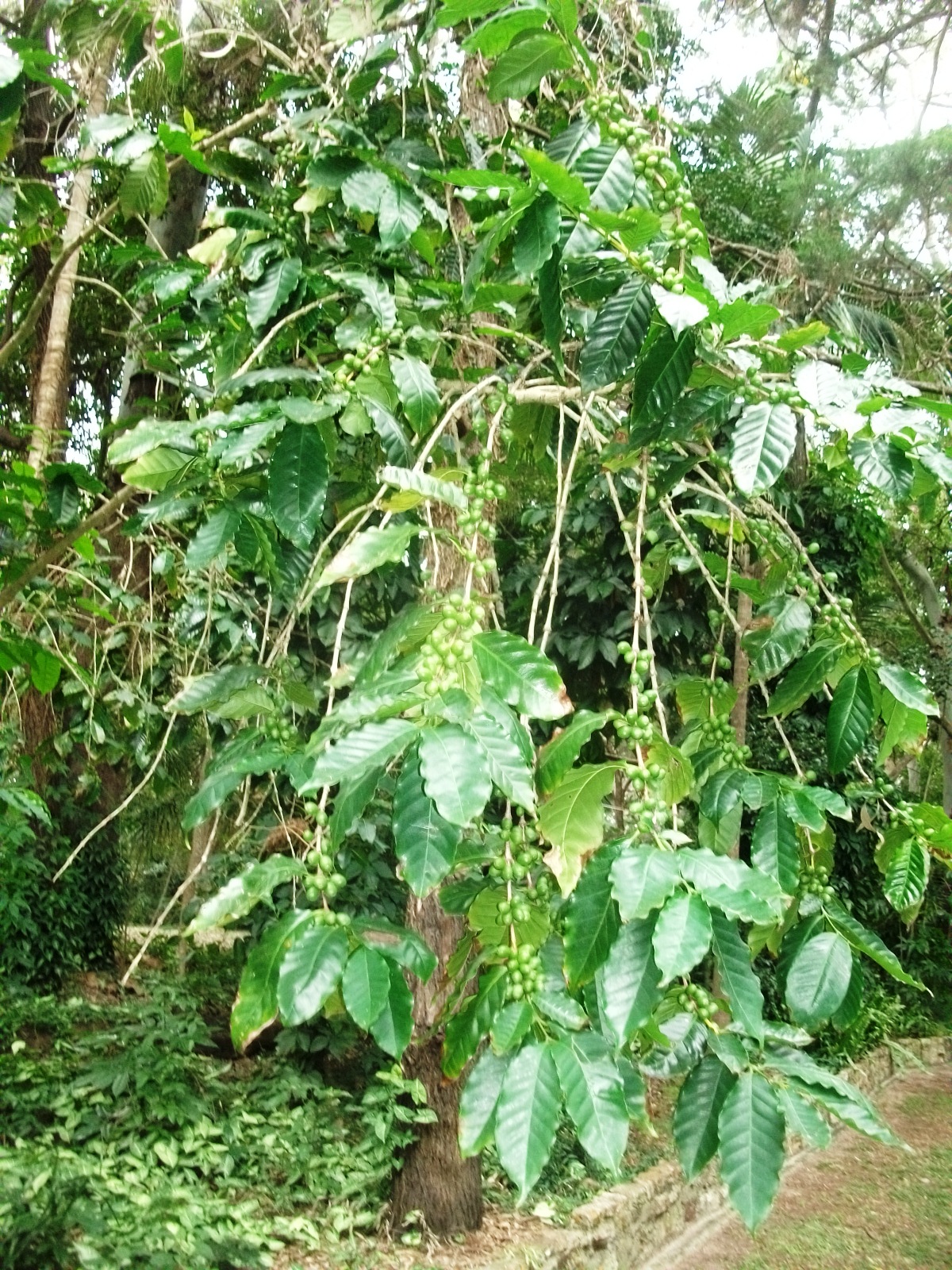 COFFEE ARABICA COFFEE BEAN TREES 4 SALE QLD OZ. Sizes & prices vary