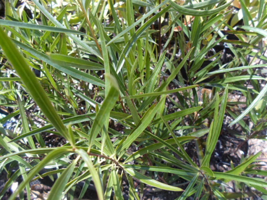 GUMBY GUMBY PLANT SEEDS 4 SALE HERE QLD OZ 8+p/p. Watch info videos