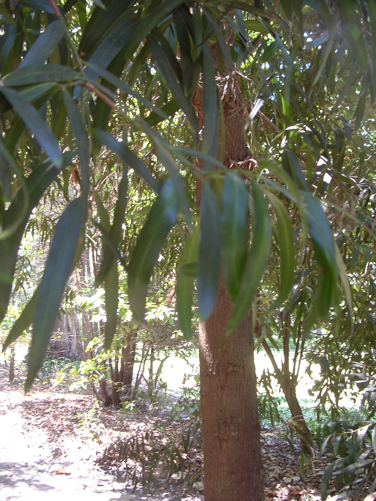 Illawarra plum tree for sale