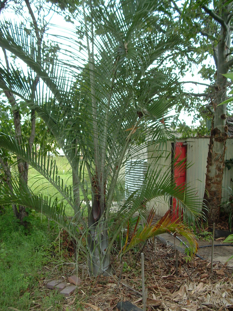 TRIANGLE PALMS SEEDS 4 SALE HERE QLD OZ 6+p/p Sunblest Products