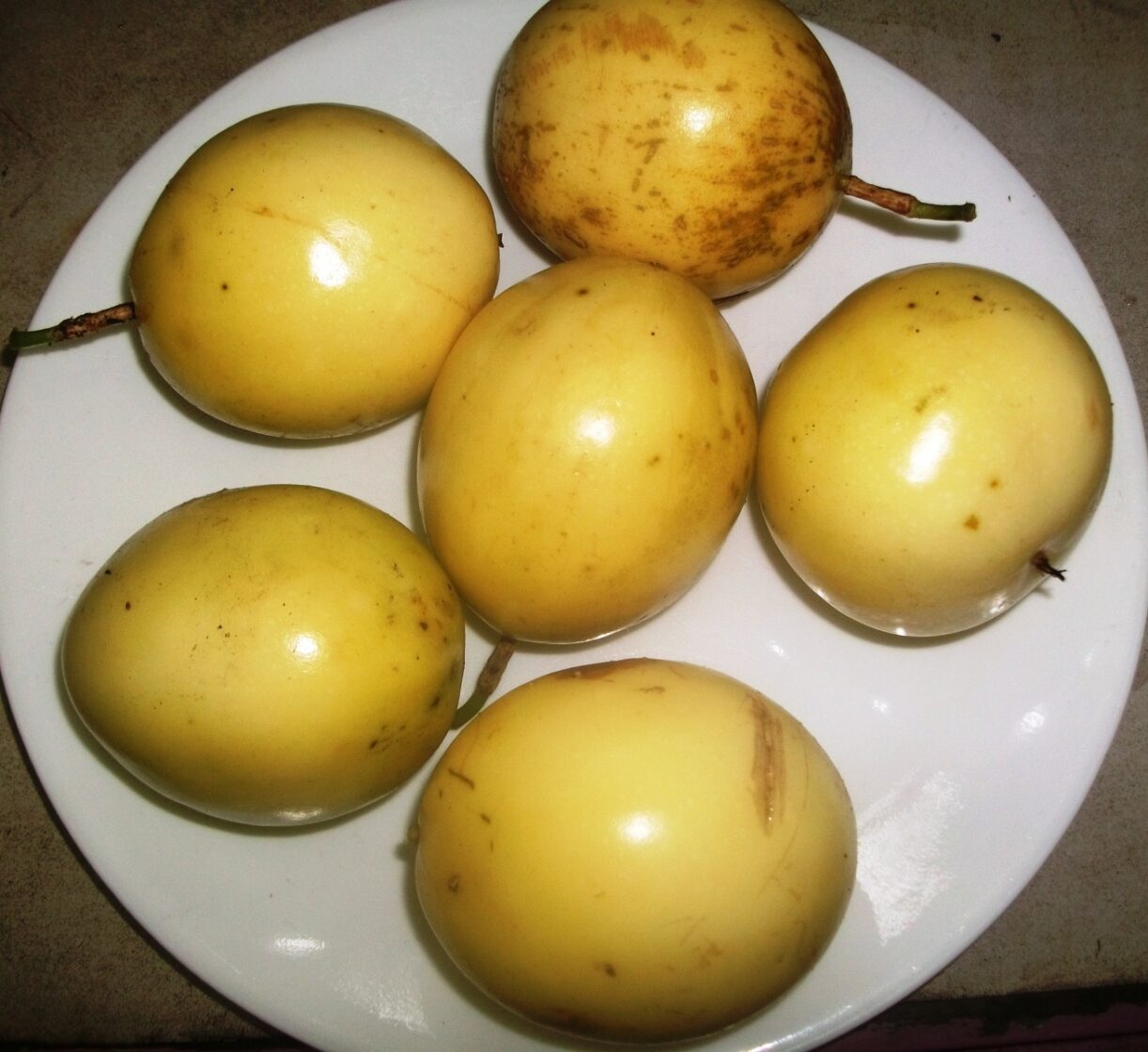 HAWAIIAN GOLD PASSIONFRUIT VINE PLANTS FOR SALE HERE QLD OZ 15 Sunblest Products