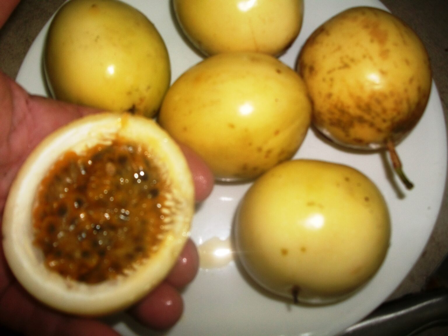 HAWAIIAN GOLD PASSIONFRUIT VINE PLANTS FOR SALE HERE QLD OZ 15 Sunblest Products