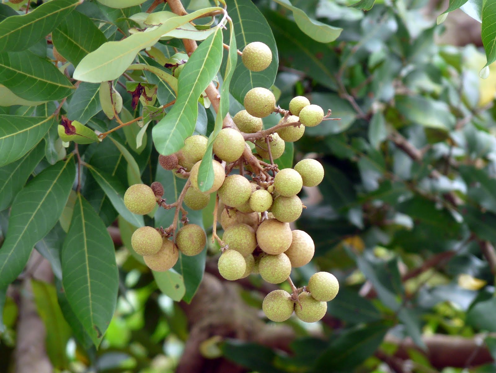 MURRAYA CRENULATA Hervey Bay clausena.TREE SEEDS FOR SALE HERE QLD OZ ...