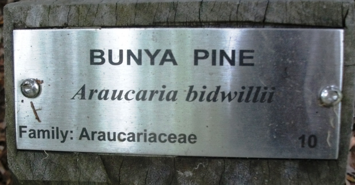 BUNYA NUT PINE TREES IN GROW BAGS 4 SALE VARIOUS SIZES NEG. INFO VIDEO