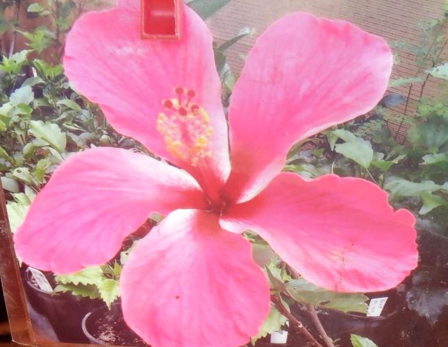 LARGE SINGLE HIBISCUS RED FLOWER PLANT CUTTINGS 4 SALE QLD OZ. 8