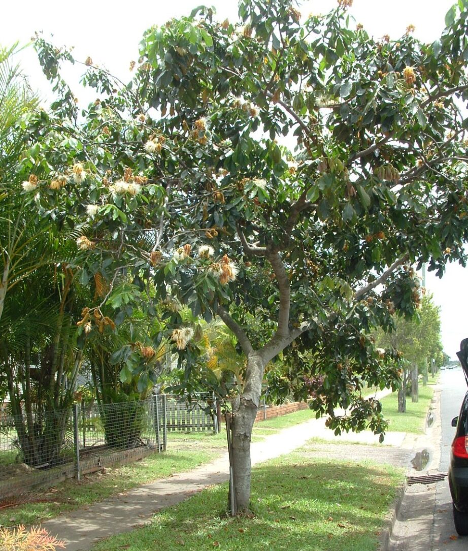 ICECREAM BEAN TREES 4 SALE HERE QLD OZ neg Sunblest Products