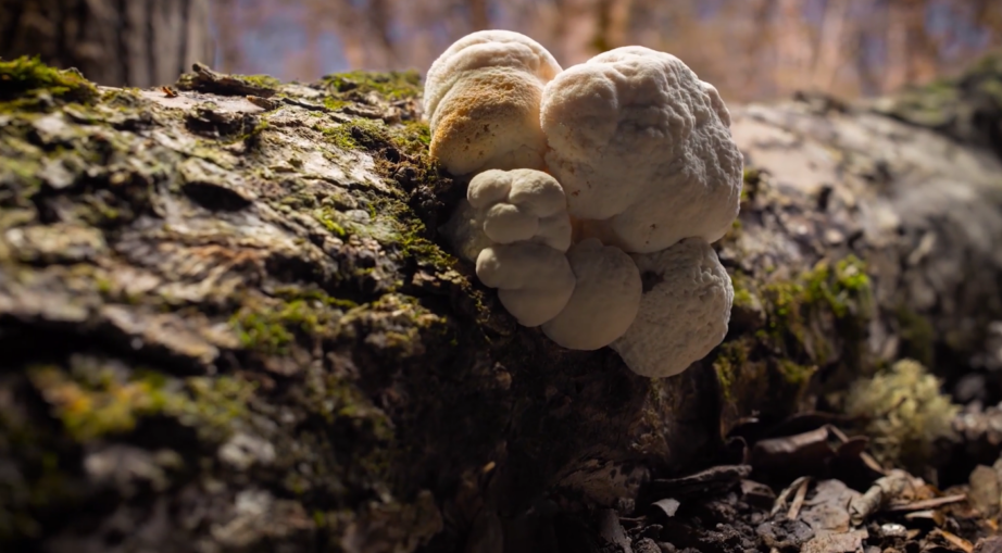 Turkey Tail. Chaga. Lion’s Mane. Do These Mushroom Supplements Really 